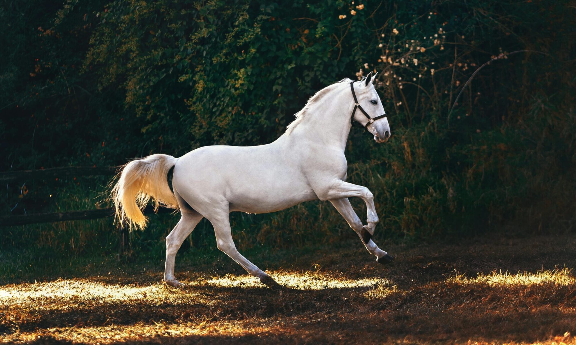 A graceful white horse galloping through a sunlit field, perfect for nature and animal photography.
